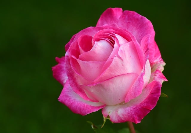 Tại sao hoa hồng lại có gai và liệu có cách nào để loại bỏ chúng?