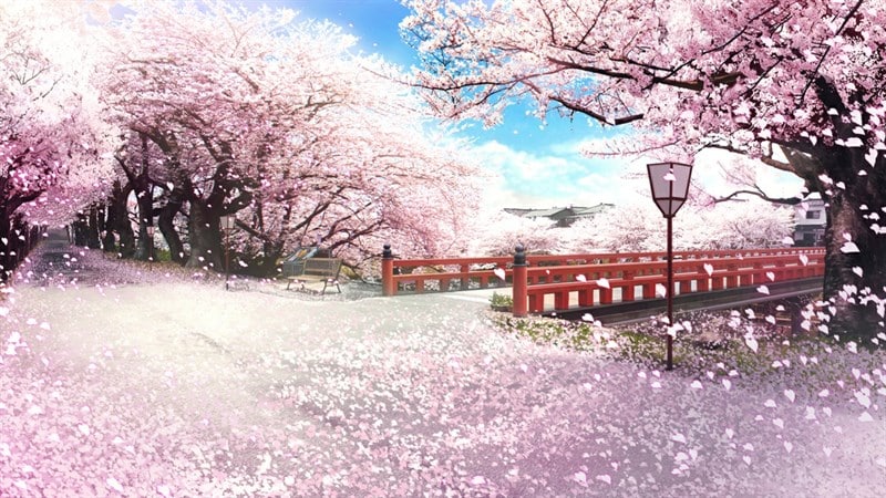 hinh-nen-hoa-anh-dao (5) | Cherry blossom, Spring wallpaper, Beautiful  flowers